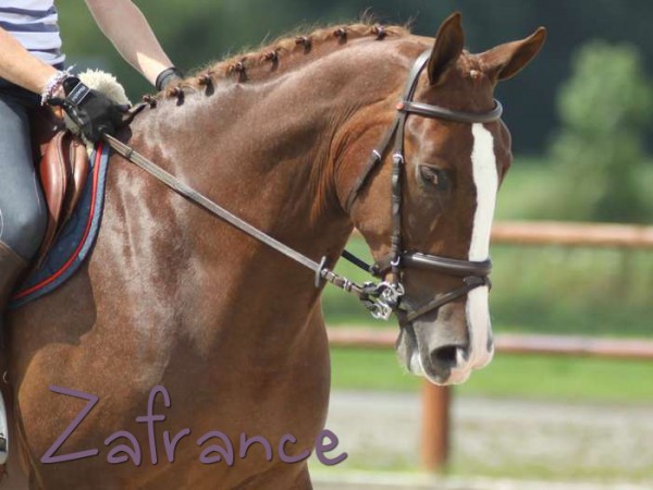 ZAFRANCE