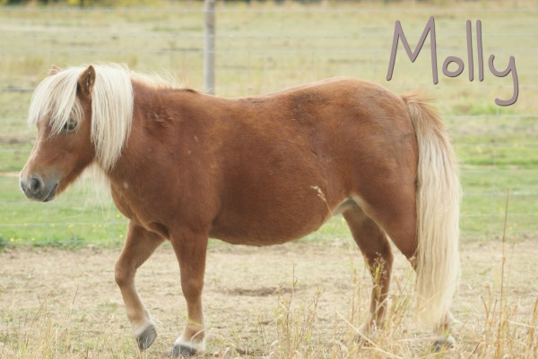 Molly1